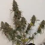 Apple Fritter