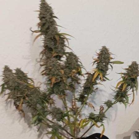 Apple Fritter