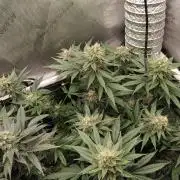 Promo Seeds MJ 2026