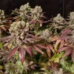 "Vorneese Haze" Bag seed