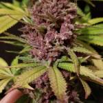 Blueberry Muffin 