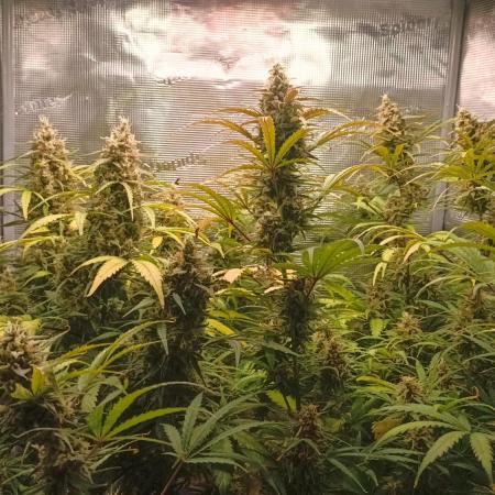 Fastbuds Grow