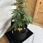 White widow