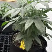 Oh kush - we’ll see