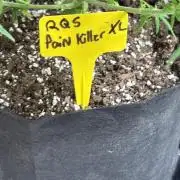 Pain killer let’s kill some pain main