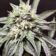 Oh kush - we’ll see