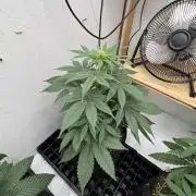White widow