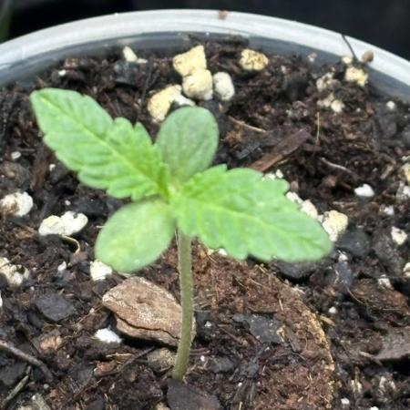 Oh kush - we’ll see