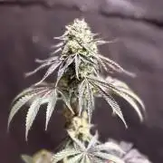 Oh kush - we’ll see