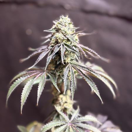Oh kush - we’ll see