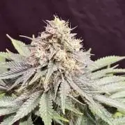 White widow