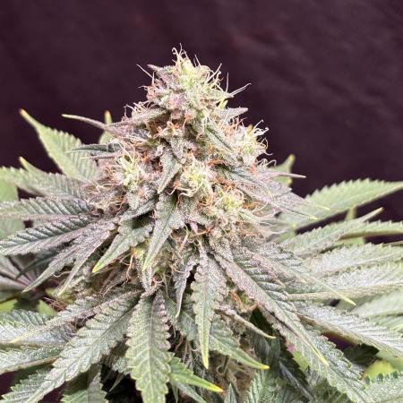 White widow