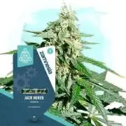 Zam Jack Auto