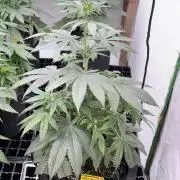 Oh kush - we’ll see