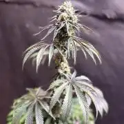 Oh kush - we’ll see