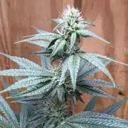 Apple yumyum