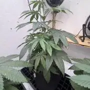 Oh kush - we’ll see