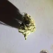 Royal Jack Herer Auto