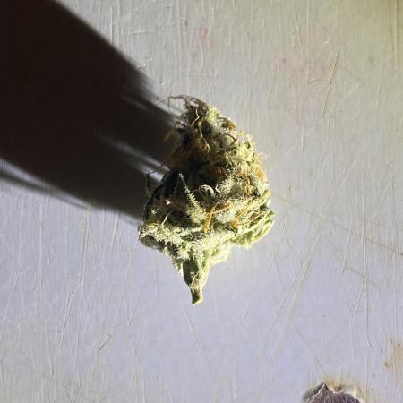 Royal Jack Herer Auto