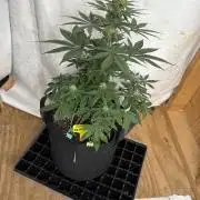 White widow