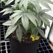 Oh kush - we’ll see