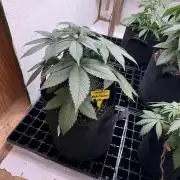 White widow