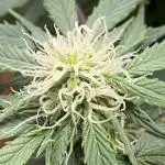 RQS Fast Eddy CBD
