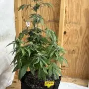 Oh kush - we’ll see