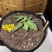 White widow