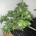 Zam Jack Auto