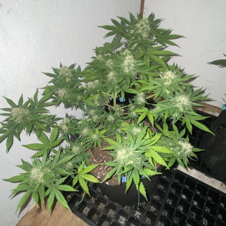 Zam Jack Auto
