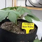 White widow