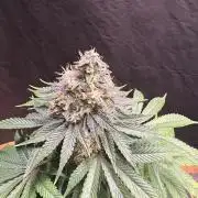 White widow