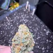 Apple yumyum