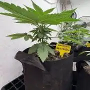White widow
