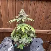 White widow