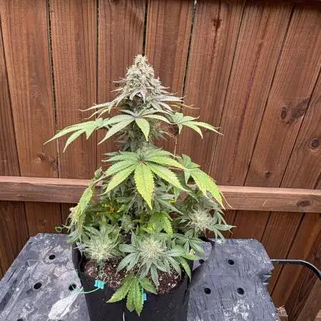 White widow