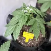 Oh kush - we’ll see
