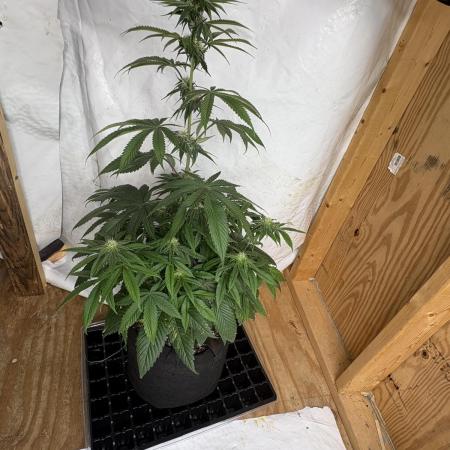 Oh kush - we’ll see