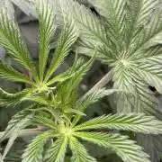 Oh kush - we’ll see
