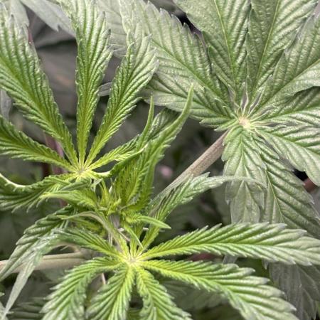 Oh kush - we’ll see