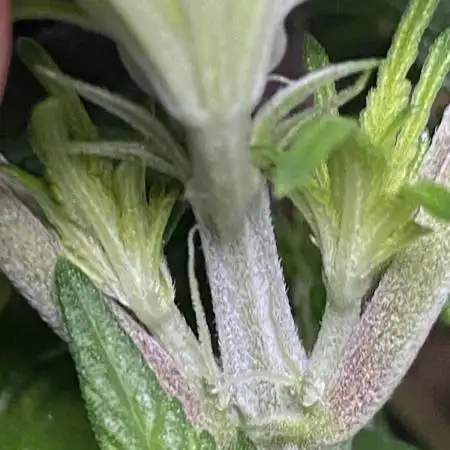 Bruce Banner3
