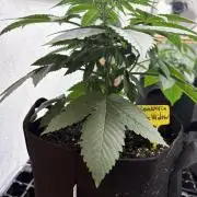 White widow