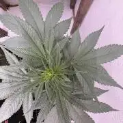 White widow