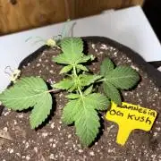 Oh kush - we’ll see