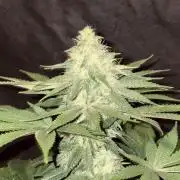White widow