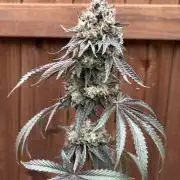 Oh kush - we’ll see