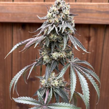 Oh kush - we’ll see