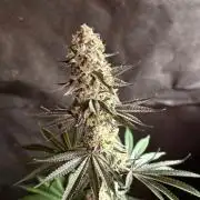 Apple yumyum