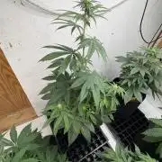 Oh kush - we’ll see